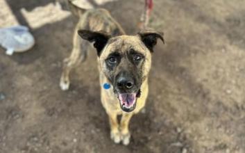 dog adoption photo