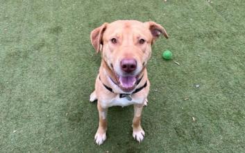 dog adoption photo