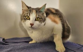 cat adoption photo