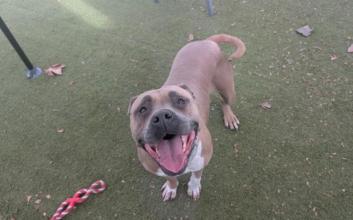 dog adoption photo