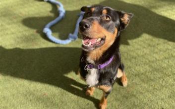 dog adoption photo