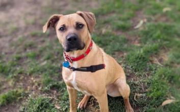 dog adoption photo