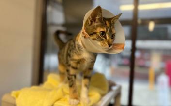 cat adoption photo