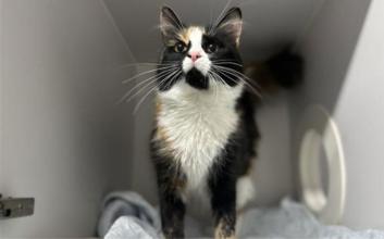 cat adoption photo