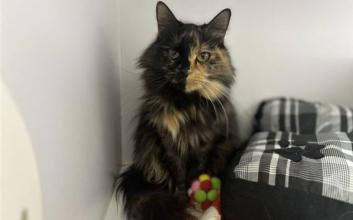 cat adoption photo
