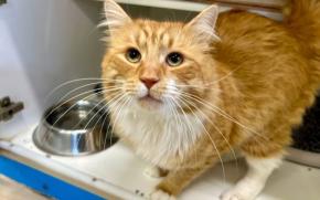 Garfield