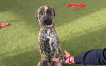 dog adoption photo
