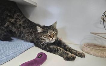 cat adoption photo