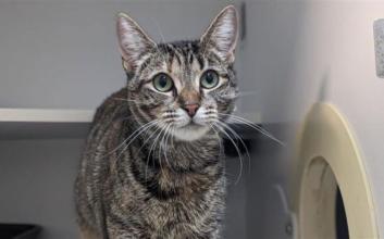 cat adoption photo