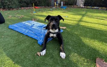 dog adoption photo