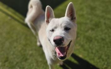 dog adoption photo