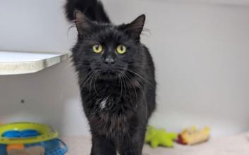 cat adoption photo