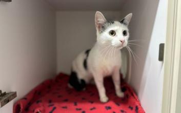 cat adoption photo