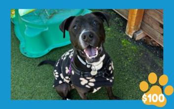 dog adoption photo