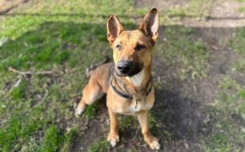 dog adoption photo