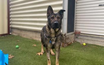 dog adoption photo