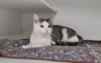 cat adoption photo
