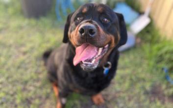 dog adoption photo