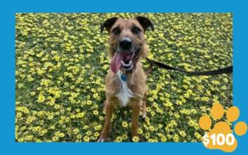 dog adoption photo