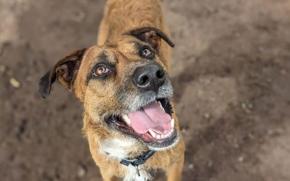 Marmaduke 
