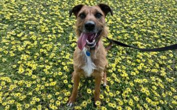 dog adoption photo