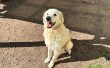 dog adoption photo
