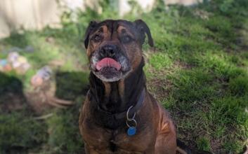 dog adoption photo