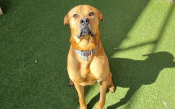 dog adoption photo