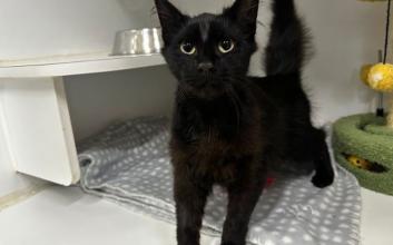cat adoption photo