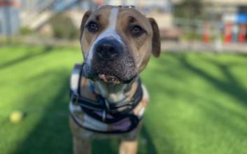 dog adoption photo