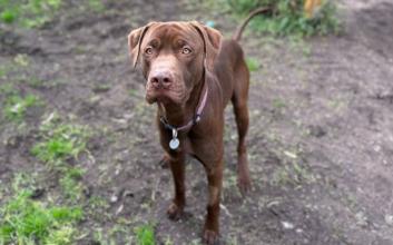 dog adoption photo