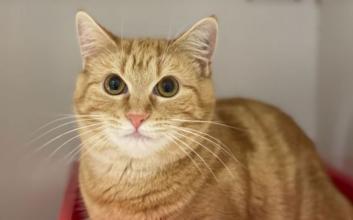 cat adoption photo
