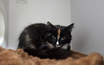 cat adoption photo