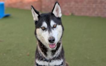 dog adoption photo