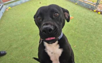 dog adoption photo