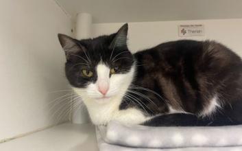 cat adoption photo