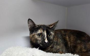 cat adoption photo