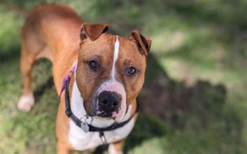 dog adoption photo