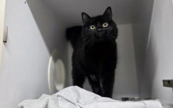 cat adoption photo