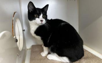 cat adoption photo