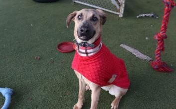 dog adoption photo