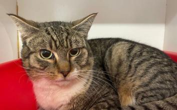 cat adoption photo