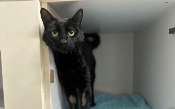 cat adoption photo