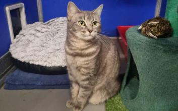 cat adoption photo