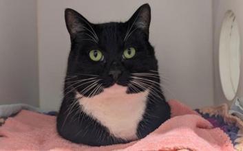 cat adoption photo