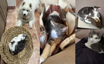 cat adoption photo