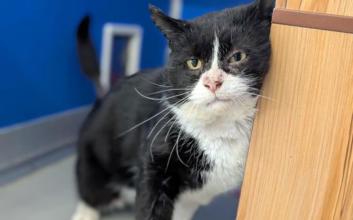 cat adoption photo