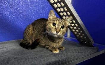 cat adoption photo