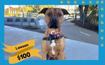 dog adoption photo