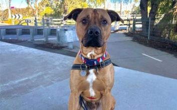 dog adoption photo